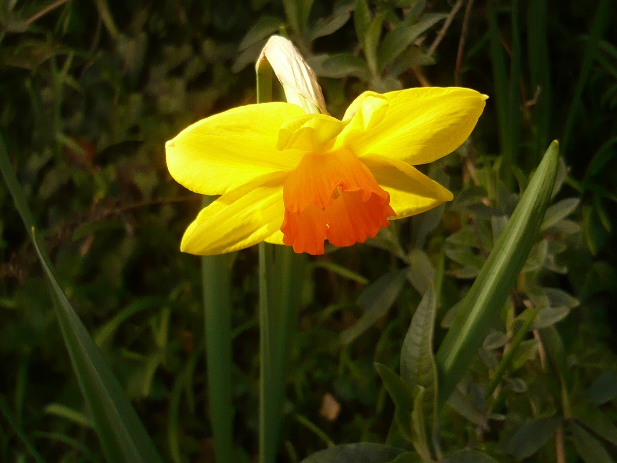 Narcissus x incomparabilis (Amaryllidaceae)